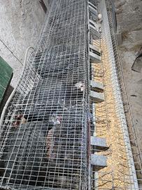 Animali da fattoria