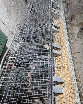 Animali da fattoria