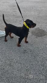 Jagd terrier