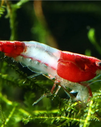 Caridine Rili red