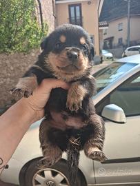 Cuccioli rottweiler mix Pitbull