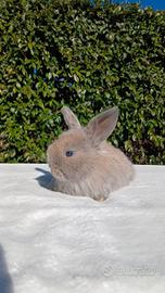 Coniglio minilop
