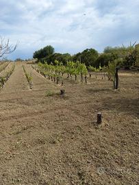 Terreno panoramico a pochi km dal mare