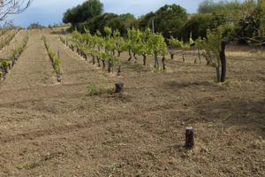 Terreno panoramico a pochi km dal mare