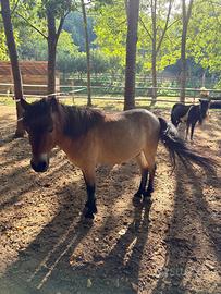 Pony shetland