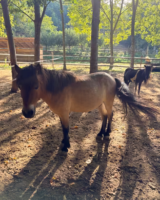 Pony shetland