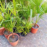 Chamaerops Humilis in vaso