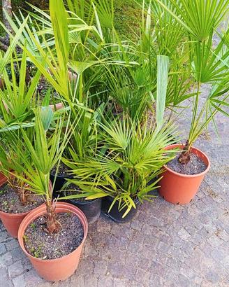 Chamaerops Humilis in vaso