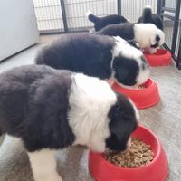 Border collie