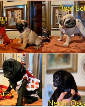 Carlino, 2 mes, con pedigree ENCI-FCI