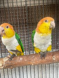 Coppia di caicco testa gialla