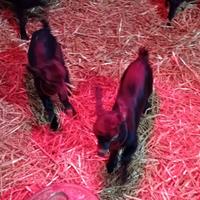 Caprette/i razza murciana