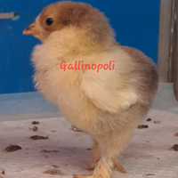 Pulcini Brahma