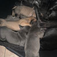 Cuccioli cane corso