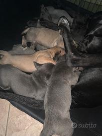 Cuccioli cane corso