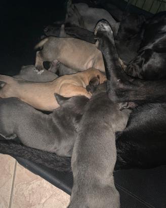 Cuccioli cane corso