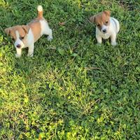Jack russell bicolore