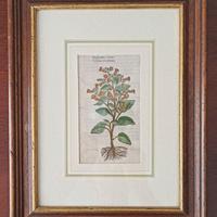 Antico Quadro Miniatura Floreale Colorata