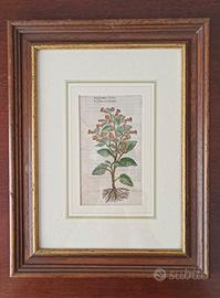 Antico Quadro Miniatura Floreale Colorata