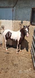 Pony maschio 