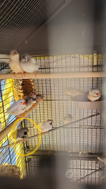 Diamantini mandarini