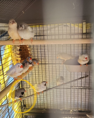 Diamantini mandarini