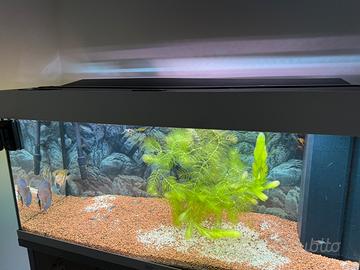 Acquario Juwel rio 180