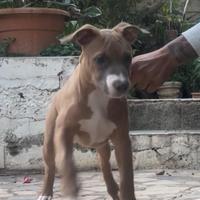 Pitbull ukc
