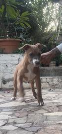 Pitbull ukc