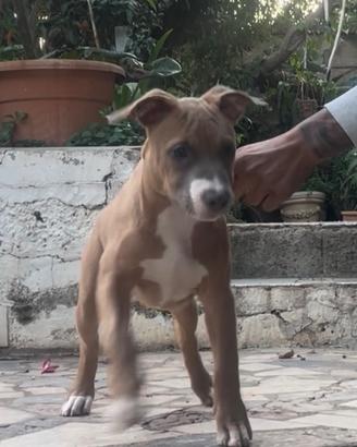 Pitbull ukc