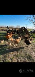 Coppia Galline Padovane