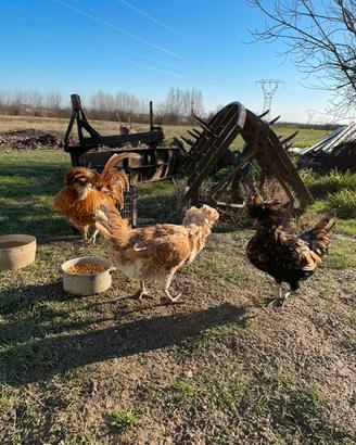 Coppia Galline Padovane