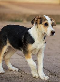 Cucciolo maschio 2 mesi