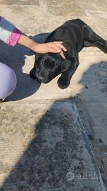 Labrador 5 mesi
