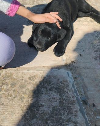 Labrador 5 mesi