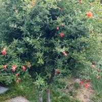 Pianta _ Melograno ornamentale classico a frutti 