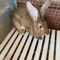 Gigante delle fiandre