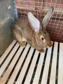 Gigante delle fiandre