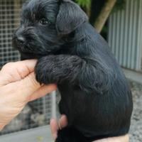 Schnauzer nani