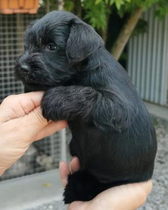Schnauzer nani