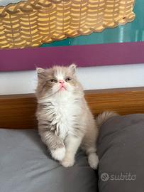 Cuccioli British longhair