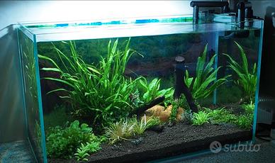 Pianta acquario hygrophila siamensis + kit co2