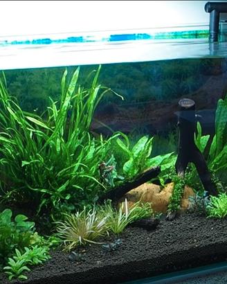 Pianta acquario hygrophila siamensis + kit co2