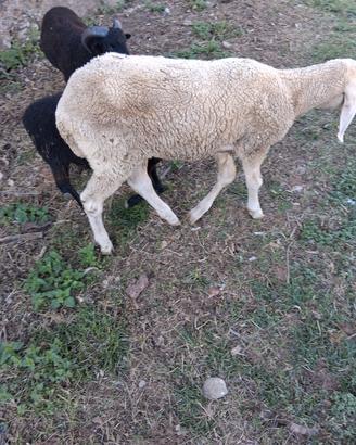 Pecora bergamasca 8 mesi