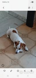 Jack russell femmina 