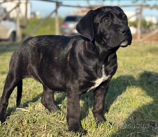 Splendide cucciole cane corso