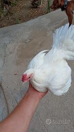 Galline da cova