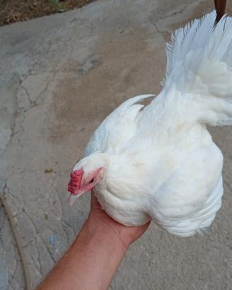 Galline da cova