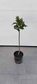 pianta limone lunario 