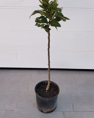 pianta limone lunario 